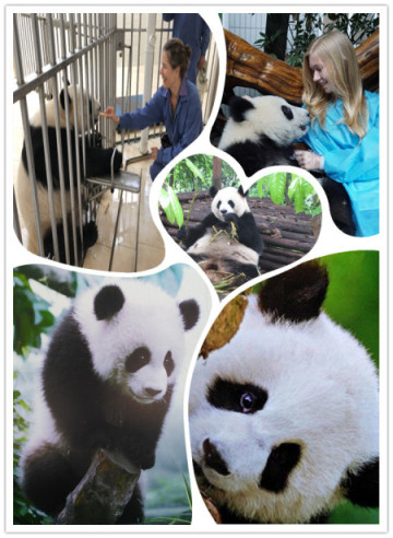 Freiwilligenarbeit mit den Grossen Pandas