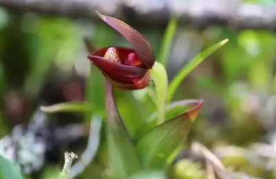 Botanische Reise und Orchideenreise nach Sichuan, China Orchideenreise und botanische Reise nach Sichuan, China