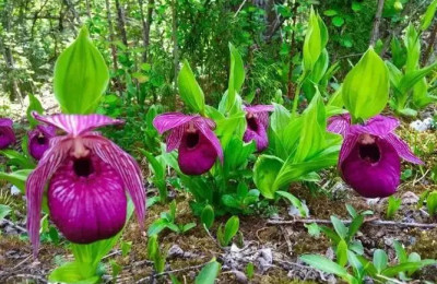 Botanische Reisen und Orchideenreisen Sichuan, Huanglong