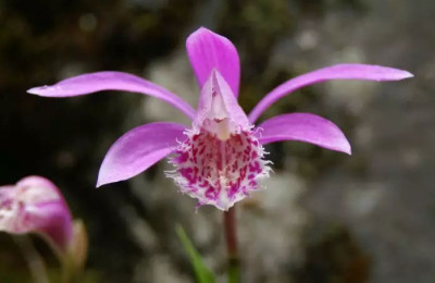 Orchideenreise und Naturreise nach Sichuan,China Orchideenreise nach Sichuan