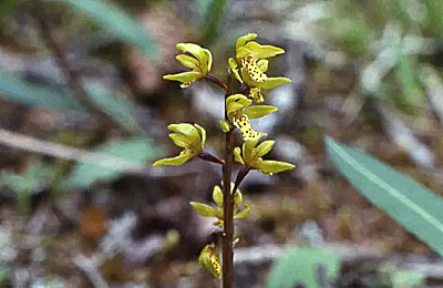 Orchideenreisen in Yunnan, China