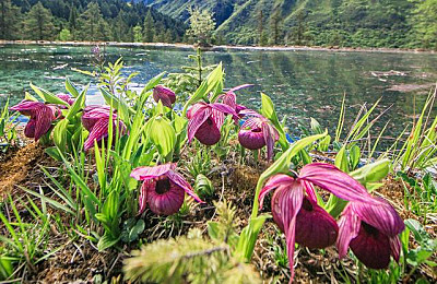 Botanik Reise und Orchideenreisen in Yunnan