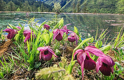 Botanische Reise und Orchideenreise nach Yunnan, China Botanik Reise und Orchideenreisen in Yunnan