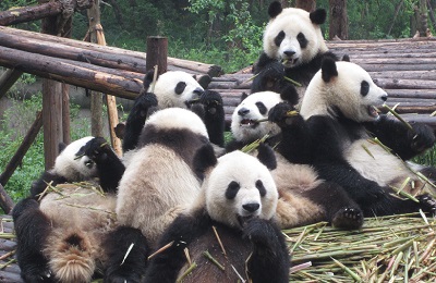 Pandas in Chengdu Sichuan Reisen