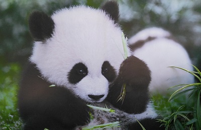 Pandabaer in Chengdu Sichuan Reisen